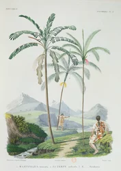 Palmen in einem bergigen Teil Südamerikas, aus Voyage dans l